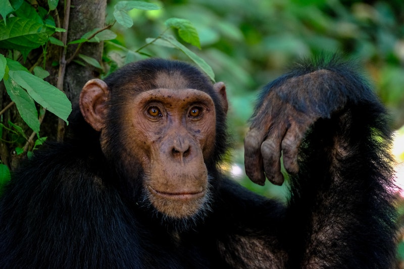 Singes d'afriques sauvés par le LWC